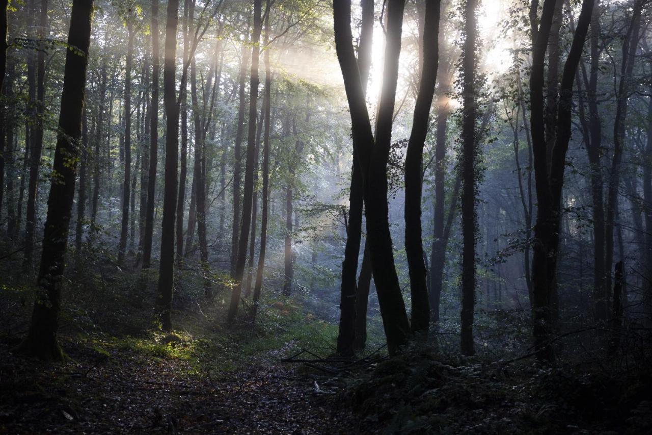 La Colline Des Renards Chambres Locmaria-Berrien Dış mekan fotoğraf