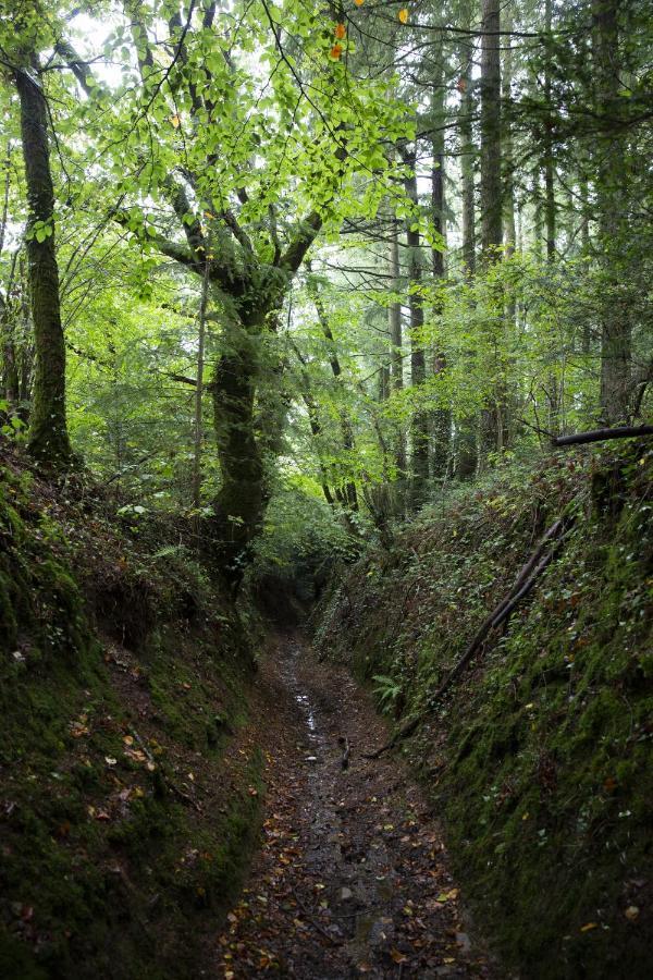 La Colline Des Renards Chambres Locmaria-Berrien Dış mekan fotoğraf